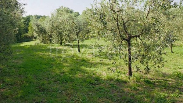 terreno agricolo in vendita a Casciana Terme Lari in zona Spinelli