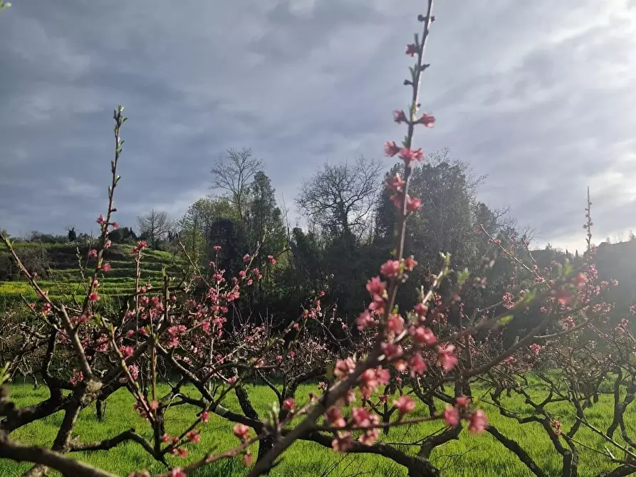 terreno agricolo in vendita a Casciana Terme Lari