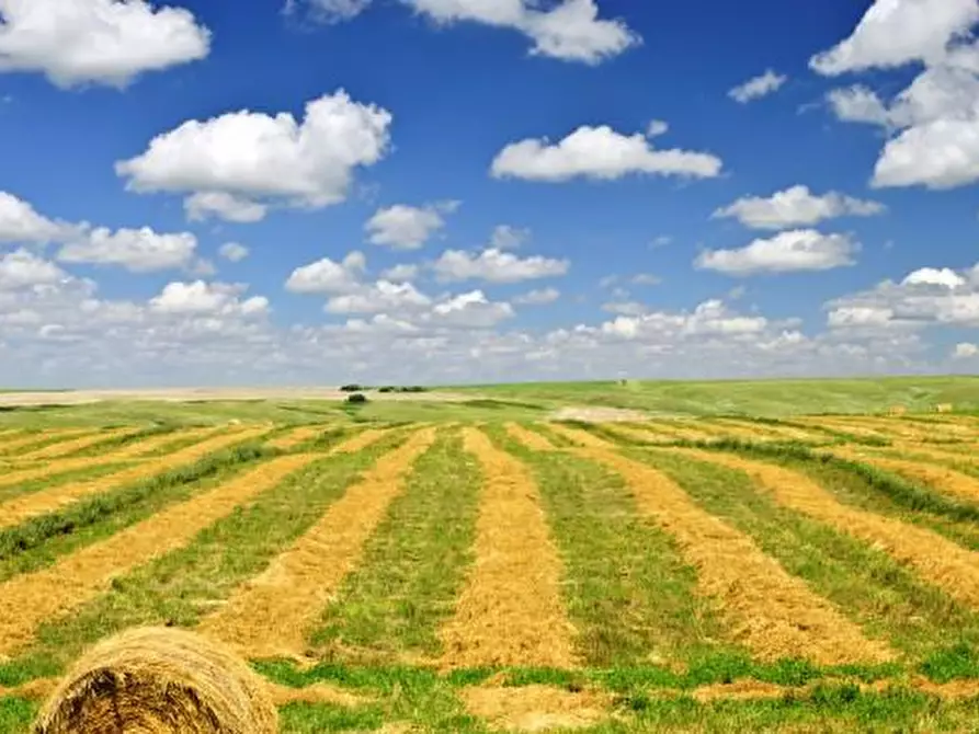 terreno agricolo in vendita a Casciana Terme Lari