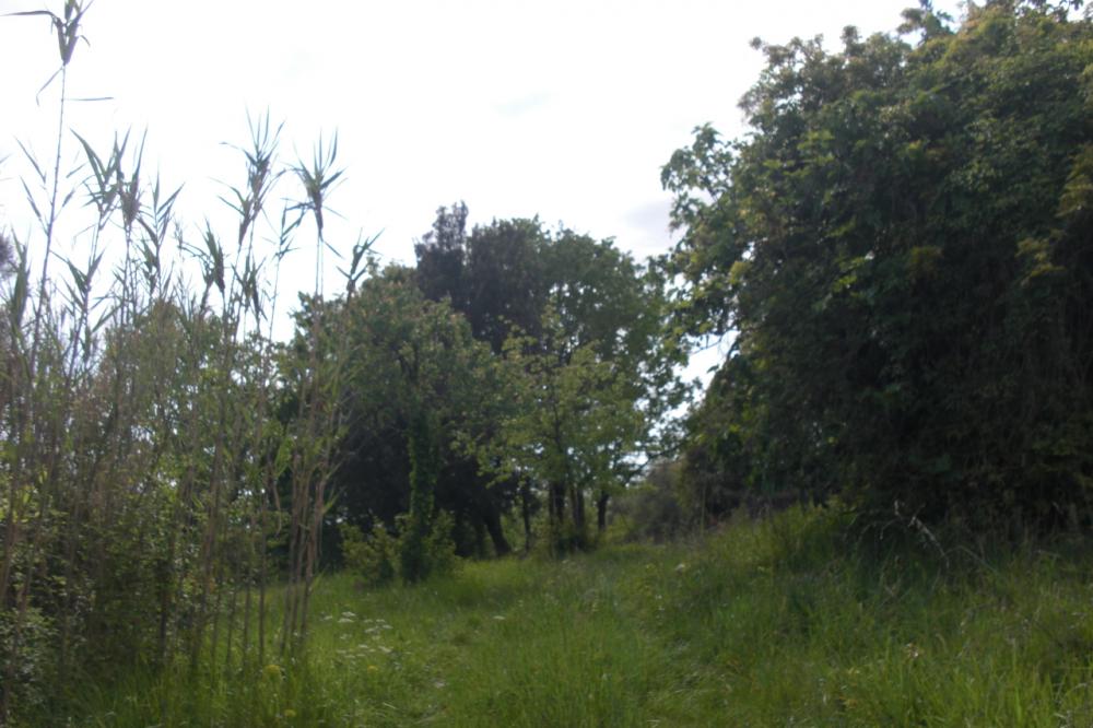 terreno agricolo in vendita a Casciana Terme Lari