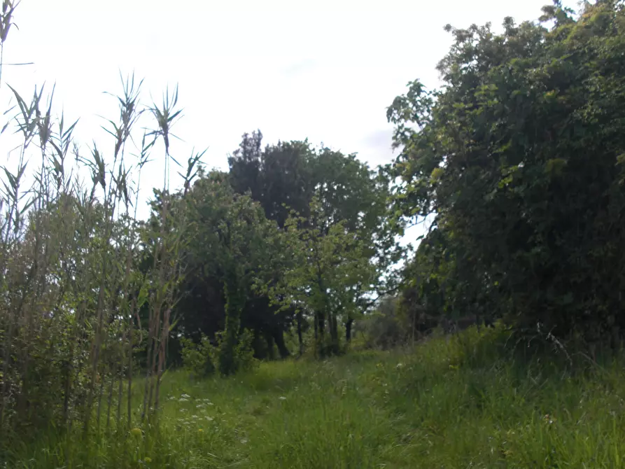 terreno agricolo in vendita a Casciana Terme Lari