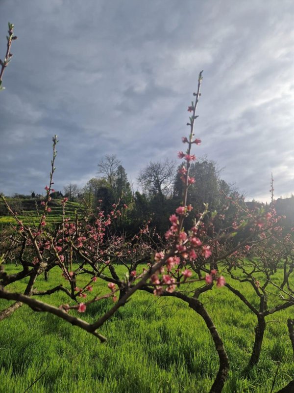 terreno agricolo in vendita a Casciana Terme Lari in zona Lari