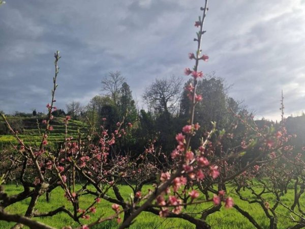 terreno agricolo in vendita a Casciana Terme Lari in zona Lari