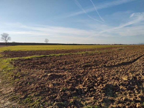 terreno agricolo in vendita a Casciana Terme Lari in zona Lavaiano
