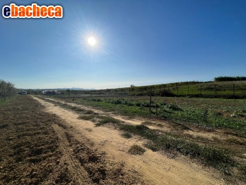 terreno agricolo in vendita a Crespina Lorenzana in zona Cenaia