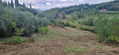 terreno agricolo in vendita a Crespina Lorenzana in zona Crespina