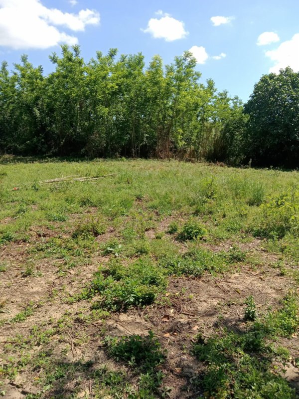 terreno agricolo in vendita a Crespina Lorenzana in zona Tremoleto