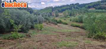 terreno agricolo in vendita a Crespina Lorenzana in zona Crespina