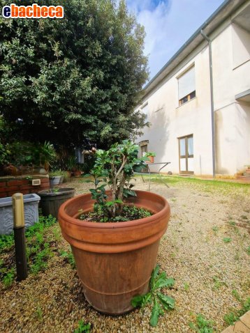 casa indipendente in vendita a Crespina Lorenzana in zona Lavoria