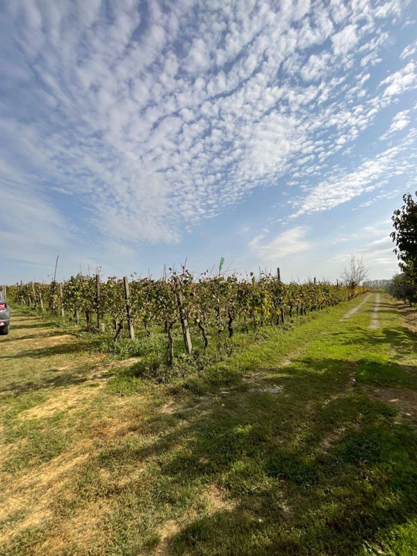 terreno agricolo in vendita a Crespina Lorenzana in zona Cenaia