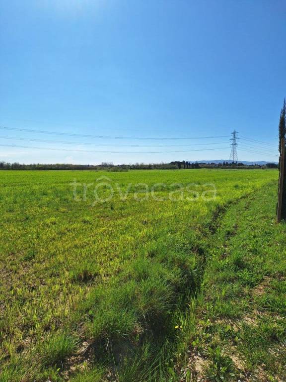 terreno agricolo in vendita a Crespina Lorenzana in zona Lorenzana