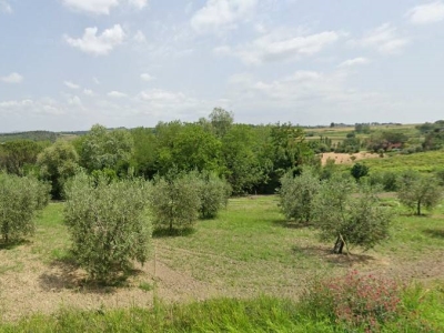 negozio in vendita a Crespina Lorenzana