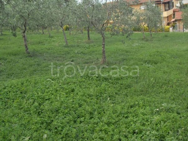 casa indipendente in vendita a Crespina Lorenzana in zona Siberia