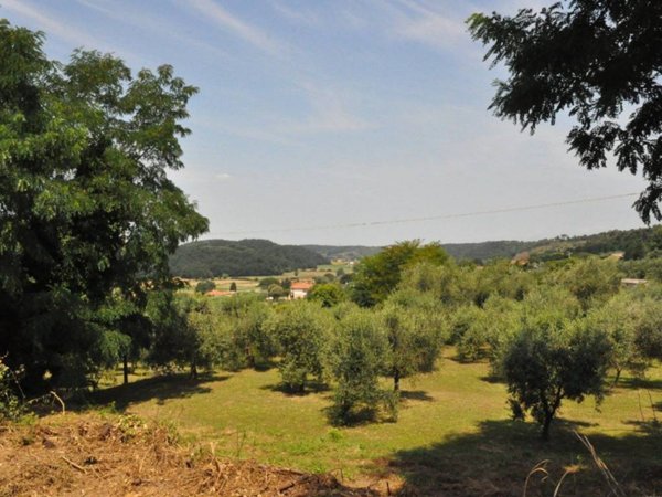 terreno agricolo in vendita a Crespina Lorenzana in zona Lorenzana