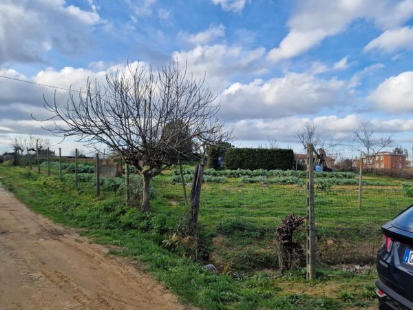 terreno agricolo in vendita a Crespina Lorenzana in zona Cenaia