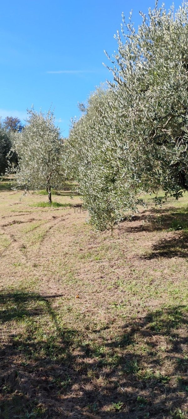 casa indipendente in vendita a Crespina Lorenzana