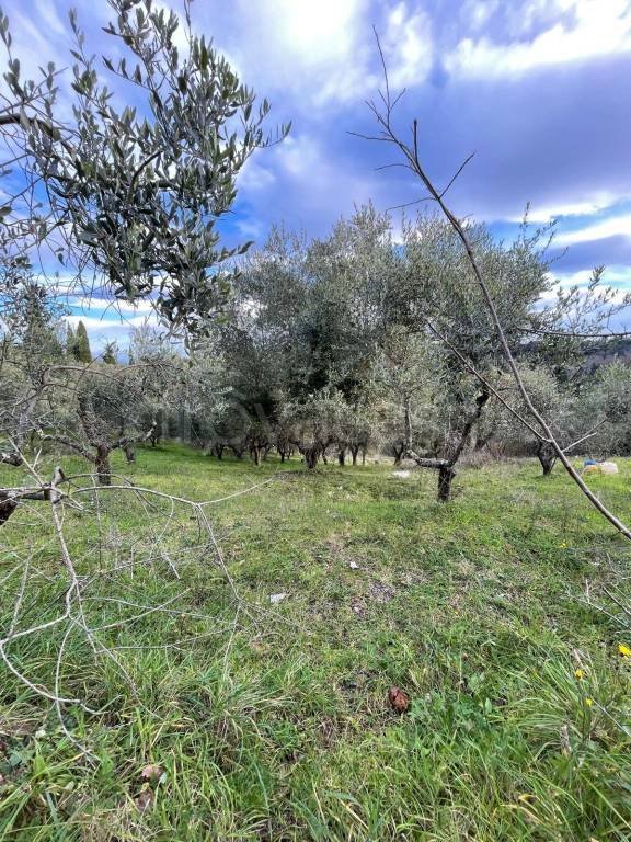 terreno agricolo in vendita a Crespina Lorenzana in zona Crespina