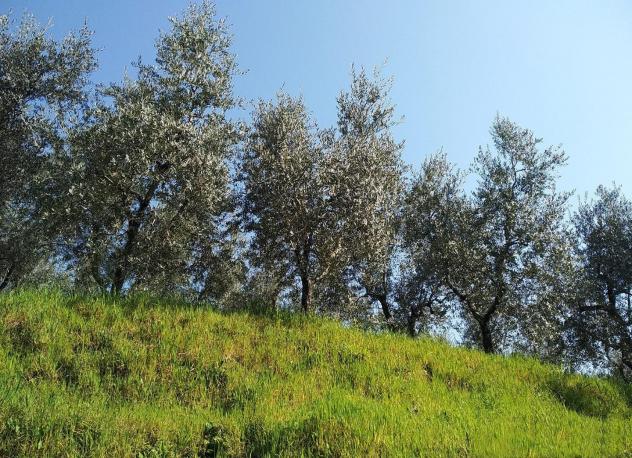 casa indipendente in vendita a Crespina Lorenzana in zona Crespina