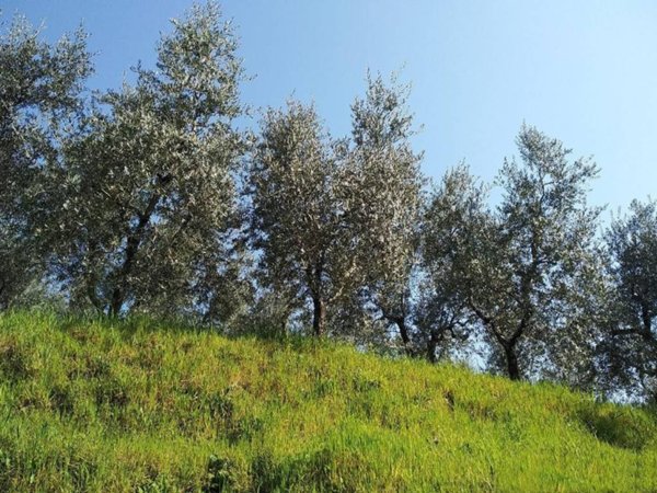 terreno agricolo in vendita a Crespina Lorenzana in zona Crespina