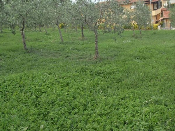 casa indipendente in vendita a Crespina Lorenzana in zona Lorenzana