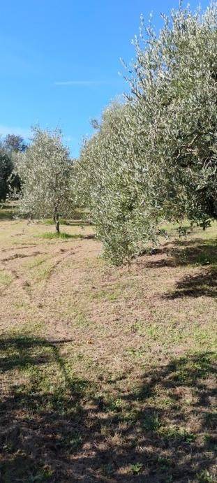 terreno agricolo in vendita a Crespina Lorenzana in zona Siberia