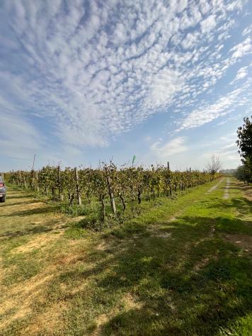 terreno agricolo in vendita a Crespina Lorenzana in zona Cenaia