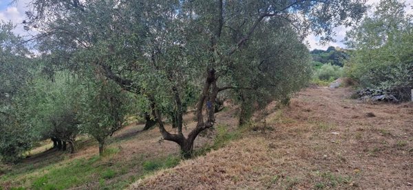 terreno agricolo in vendita a Crespina Lorenzana in zona Crespina