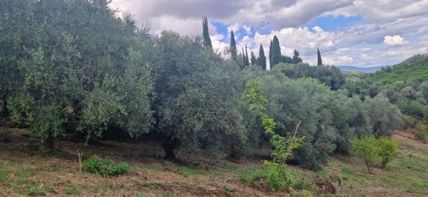terreno agricolo in vendita a Crespina Lorenzana in zona Crespina