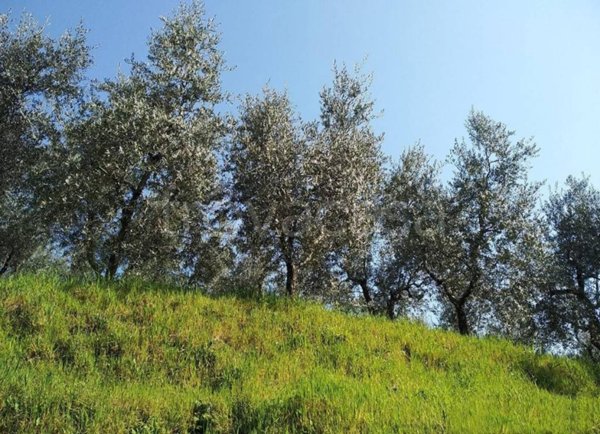 terreno in vendita a Crespina Lorenzana in zona Crespina