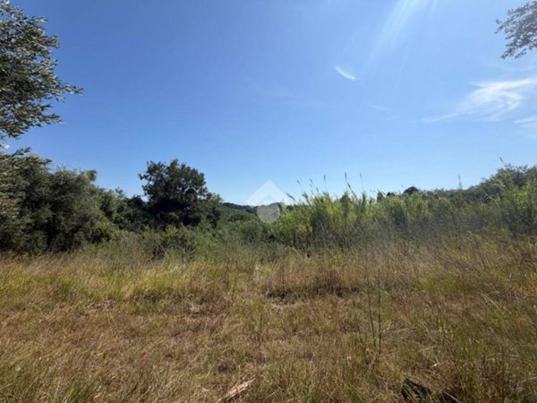 terreno agricolo in vendita a Crespina Lorenzana in zona Tripalle