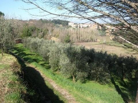 terreno agricolo in vendita a Crespina Lorenzana in zona Crespina
