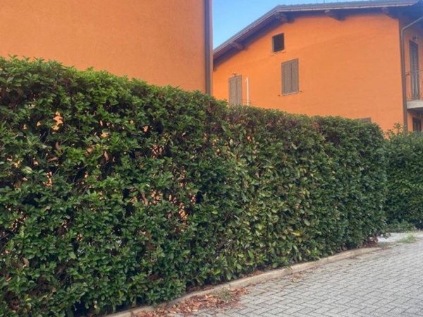 casa indipendente in vendita a Romentino
