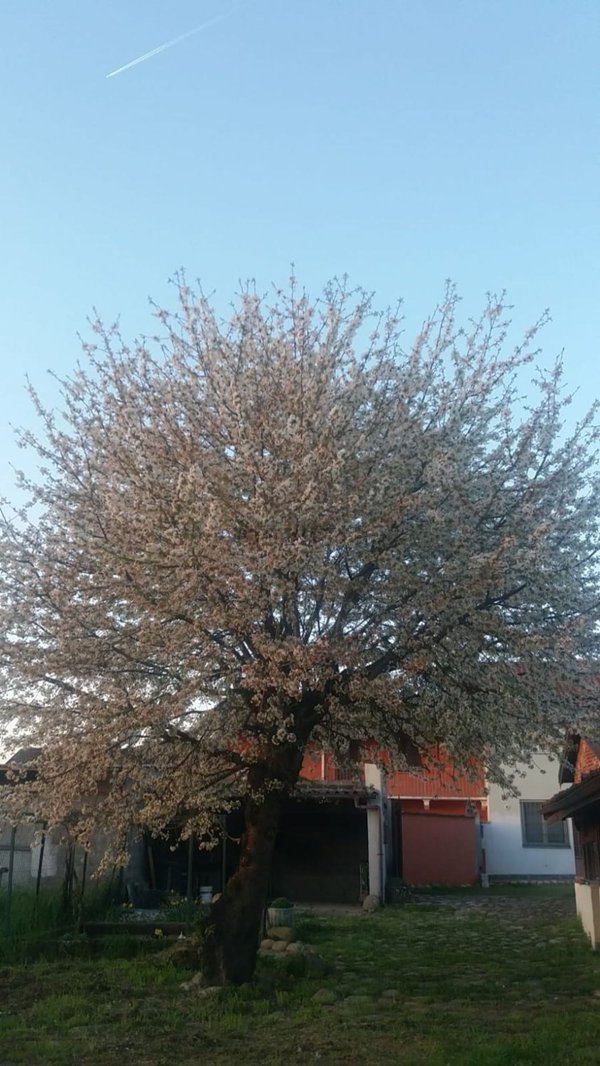 appartamento in vendita a Vinzaglio