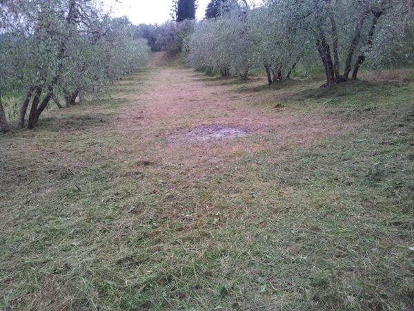 terreno agricolo in vendita ad Arezzo in zona Ceciliano