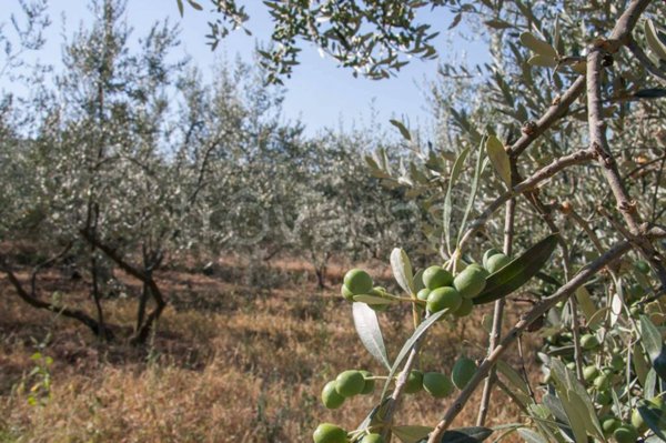 casa indipendente in vendita ad Arezzo in zona Pratantico-Indicatore