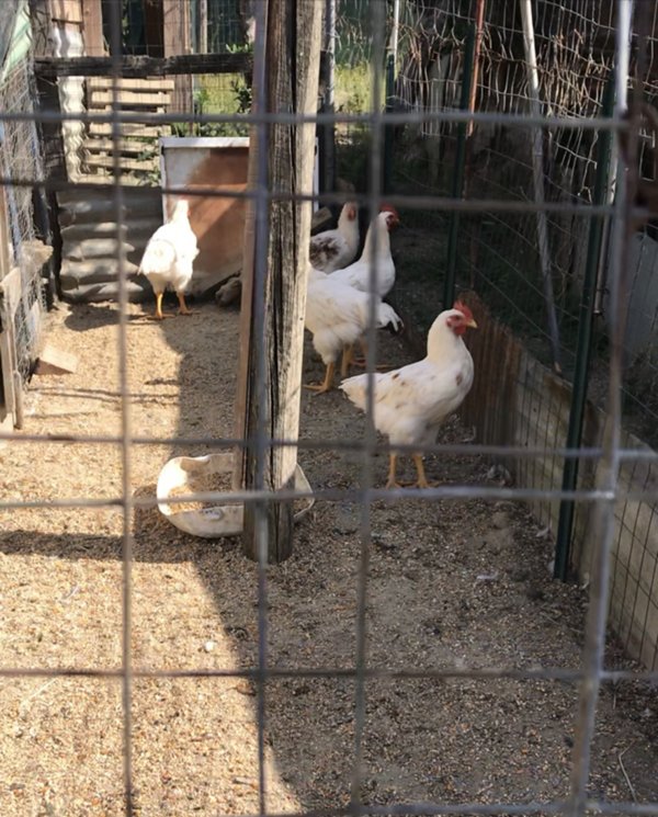 terreno agricolo in vendita ad Arezzo in zona Bagnoro