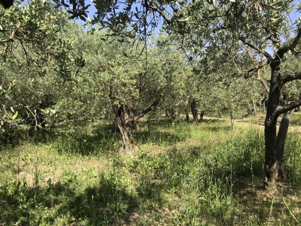 terreno agricolo in vendita ad Arezzo in zona Zona Le Pietre