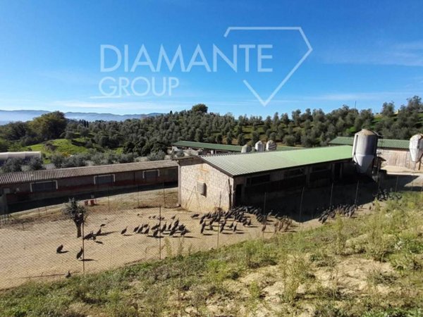 azienda agricola in vendita ad Arezzo