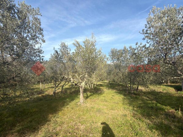 terreno agricolo in vendita ad Arezzo in zona Rigutino