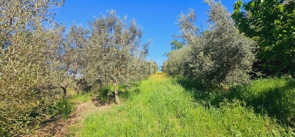 terreno agricolo in vendita ad Arezzo in zona Staggiano