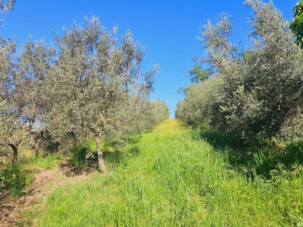 terreno agricolo in vendita ad Arezzo in zona Molin Nuovo