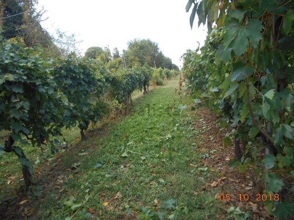 pentavano in vendita ad Arezzo in zona Olmo