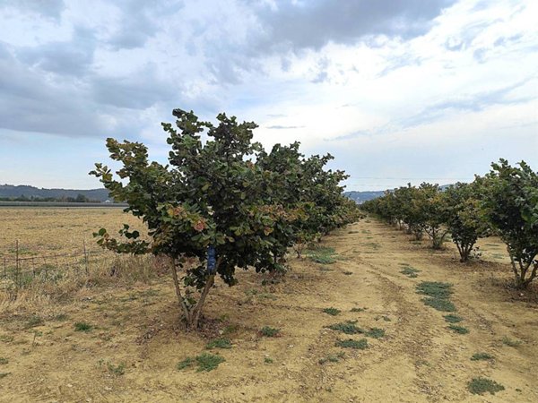 terreno agricolo in vendita ad Arezzo in zona Mugliano