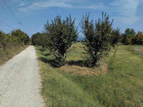 terreno agricolo in vendita ad Arezzo in zona Fiorentina