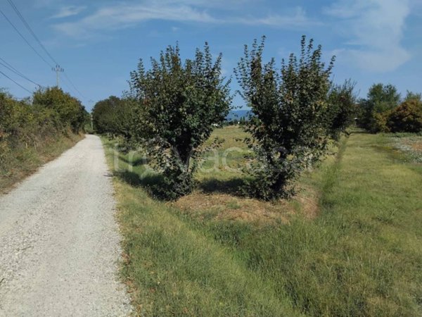 terreno agricolo in vendita ad Arezzo in zona Pratantico-Indicatore