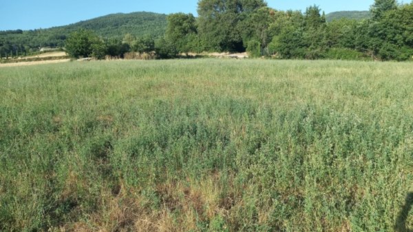 casale in vendita a Bibbiena in zona Marciano