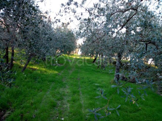 terreno agricolo in vendita a Bucine