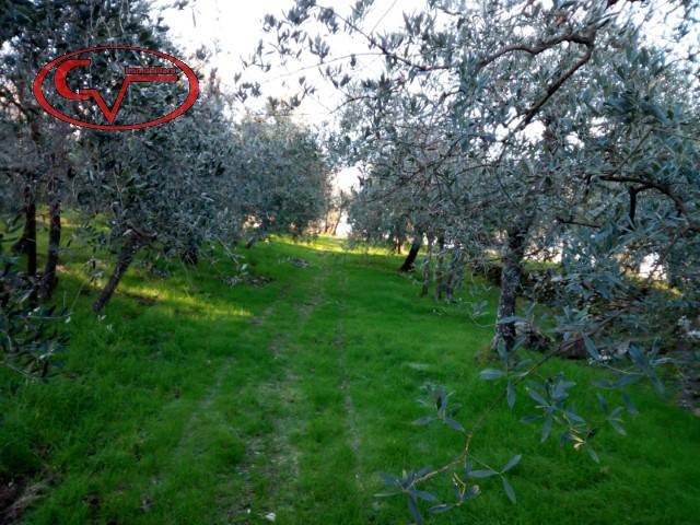 terreno agricolo in vendita a Bucine