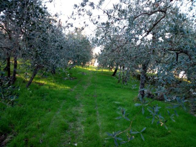 terreno agricolo in vendita a Bucine