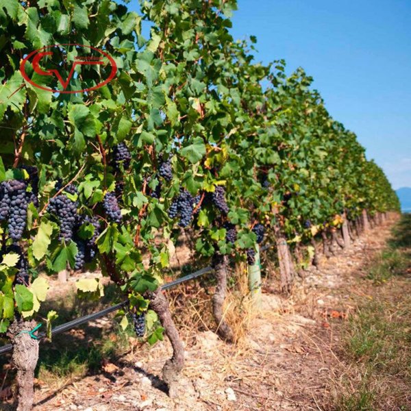 terreno agricolo in vendita a Bucine